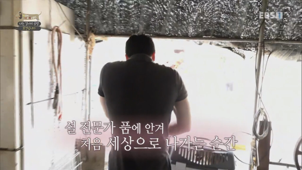 [세상에나쁜개는없다] 강아지 공장에서 구조되어 설채현 전문가에게 입양된 '세상이' 근황 | 인스티즈