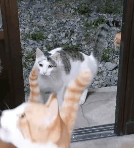 길고양이를 함부로 길들이면 안되는 이유..jpg | 인스티즈