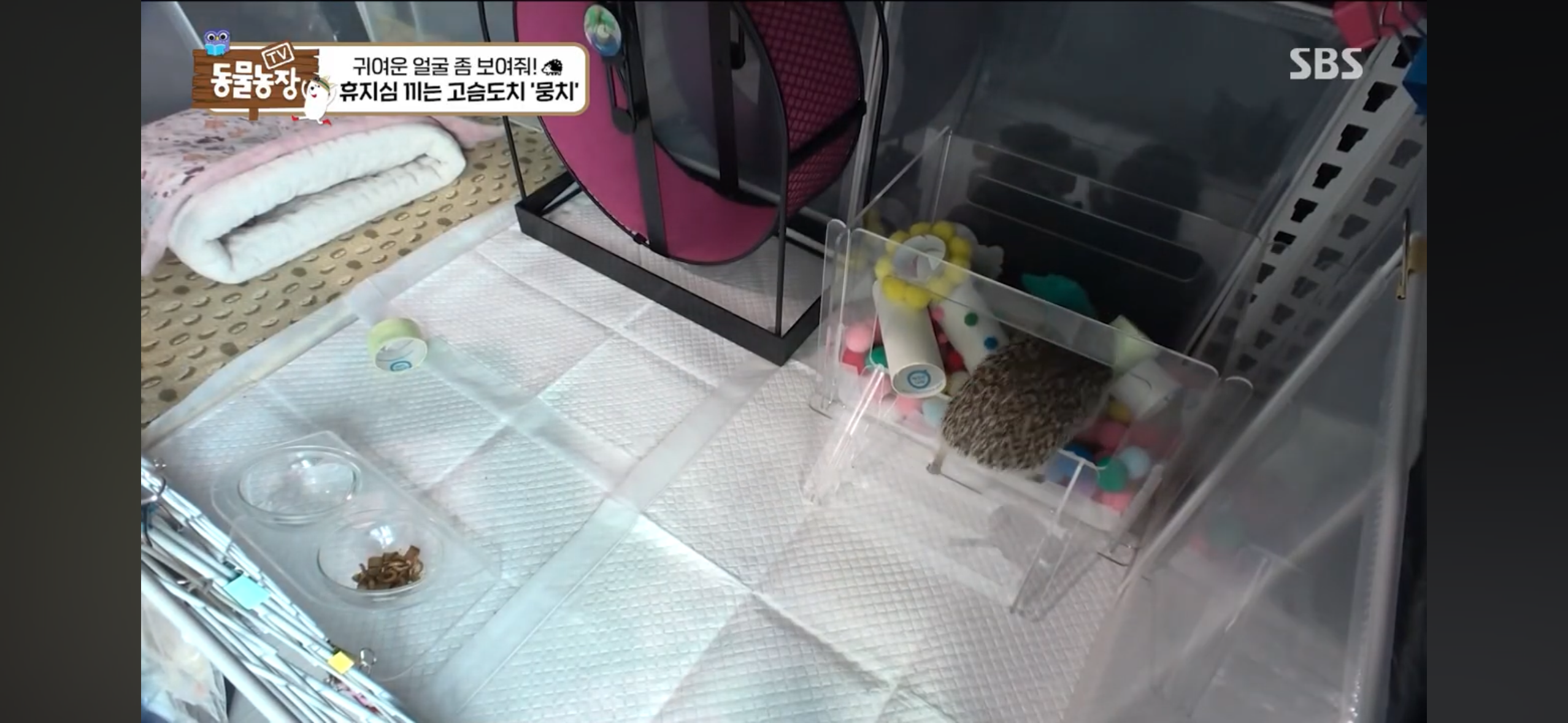 따봉고슴도치 휴지심 좋아도치 | 인스티즈