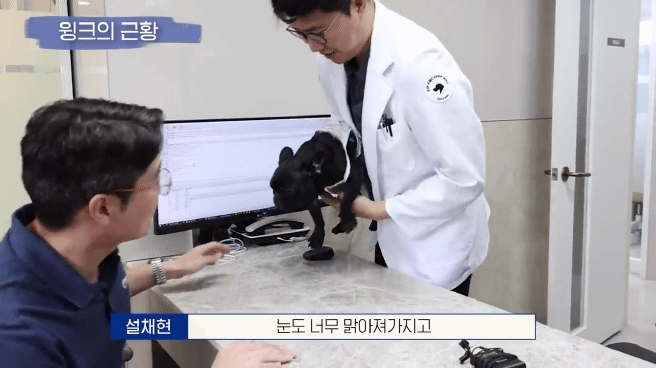 교통사고난 유기견 입양한 설채현 수의사 그리고 윙크 근황😉 | 인스티즈