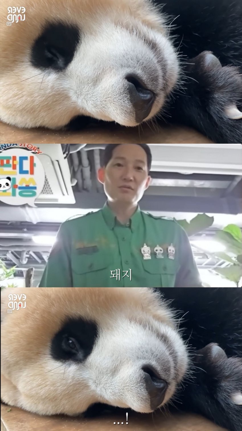 러바오 아이바오 푸바오 각각 1살때.jpg | 인스티즈