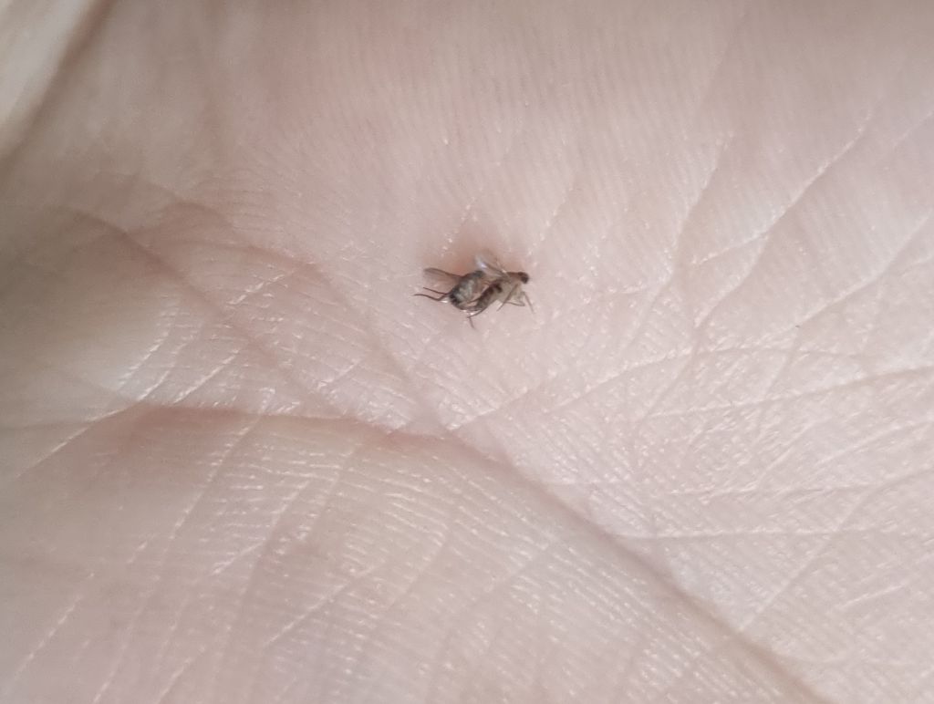 벼룩파리 섹스하는거 잡음 | 인스티즈