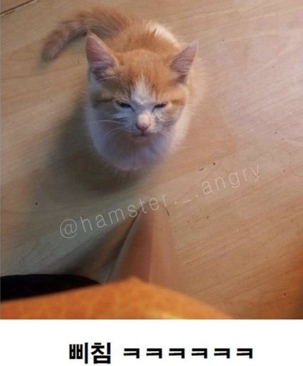 아기고양이가 삐진 이유 | 인스티즈