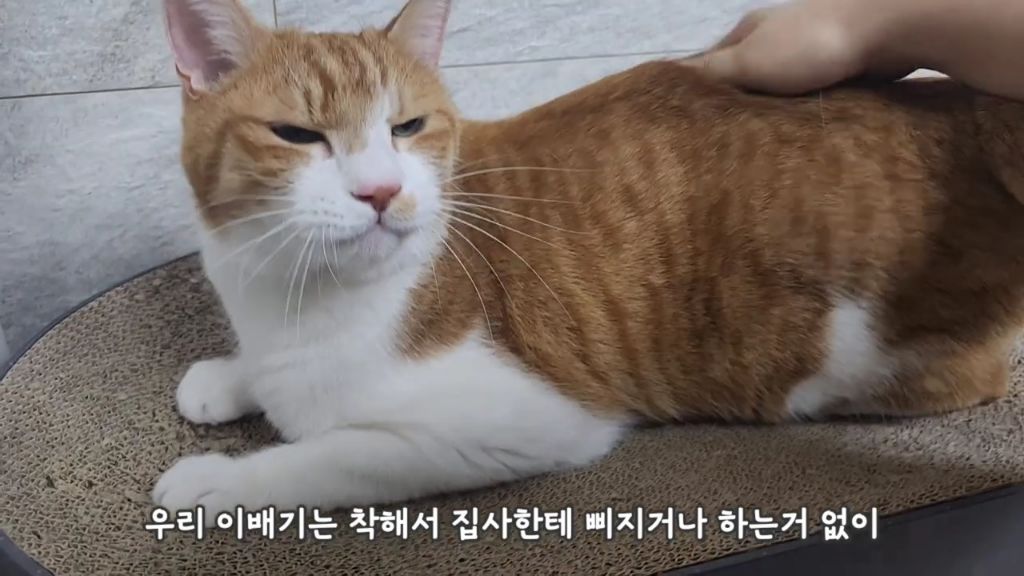 22똥괭이네) 화나서 세모눈된 고양이 😾 | 인스티즈