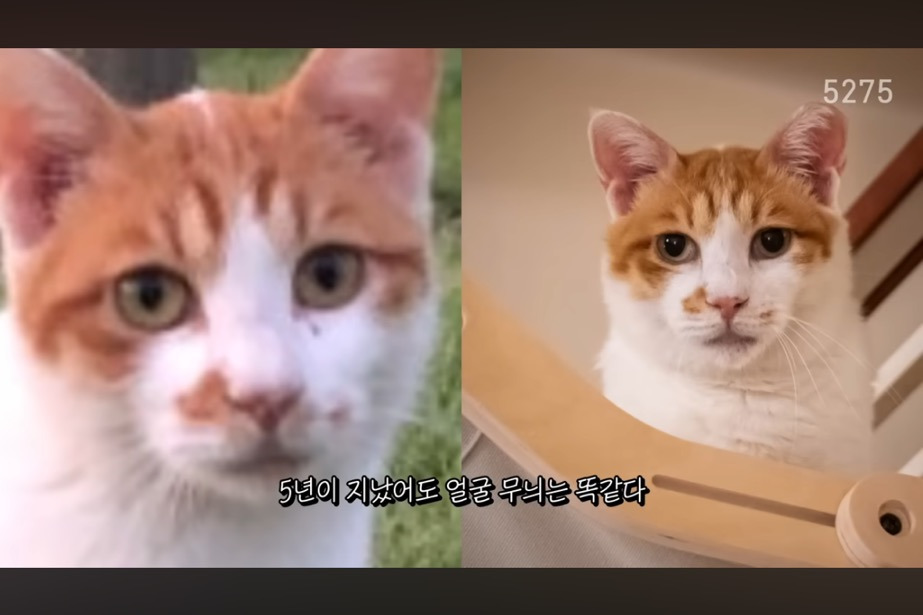 꽁꽁얼어붙은 한강위를 걷는 고양이는 몇살일까? | 인스티즈