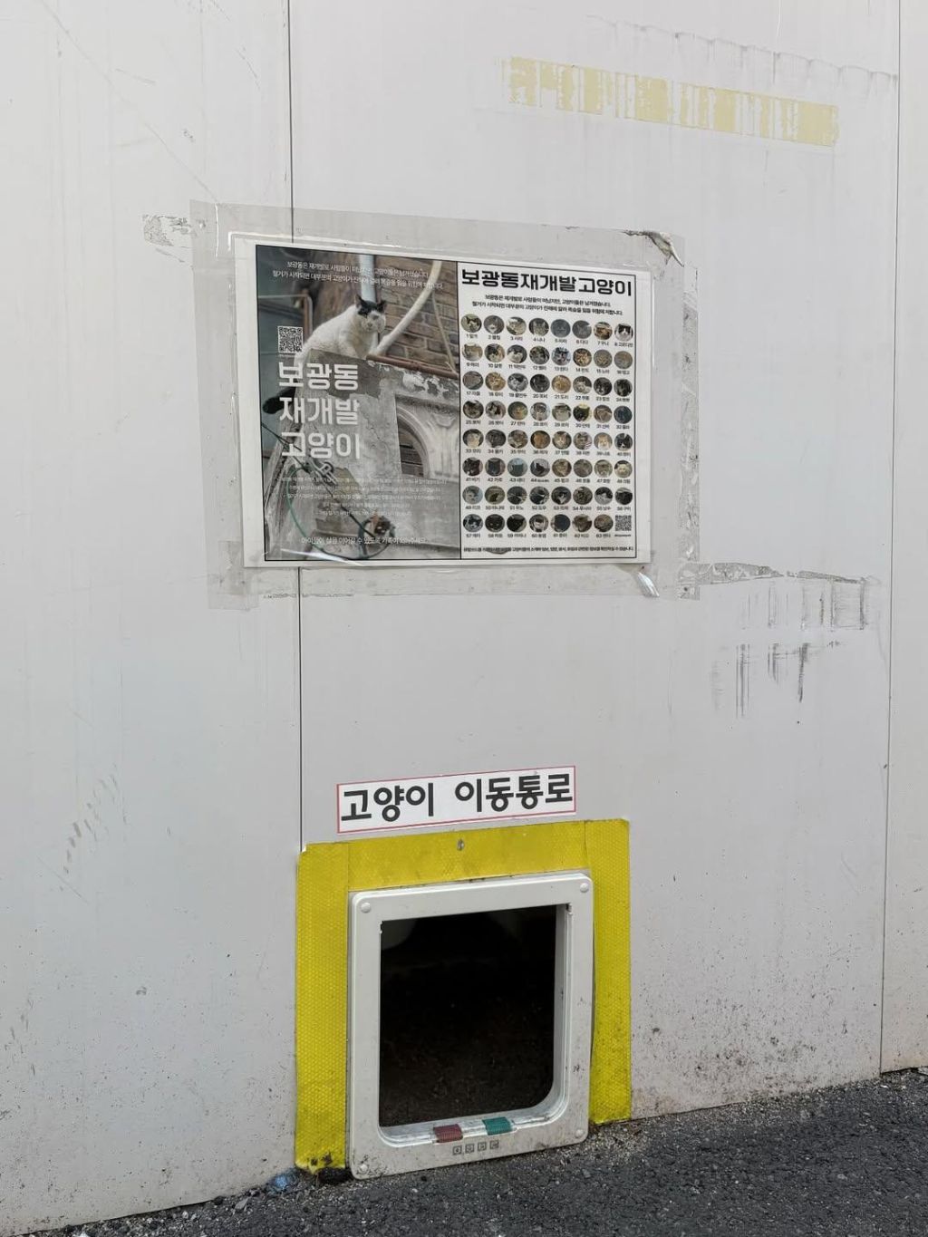 보광동 재개발 지역 고양이들 | 인스티즈