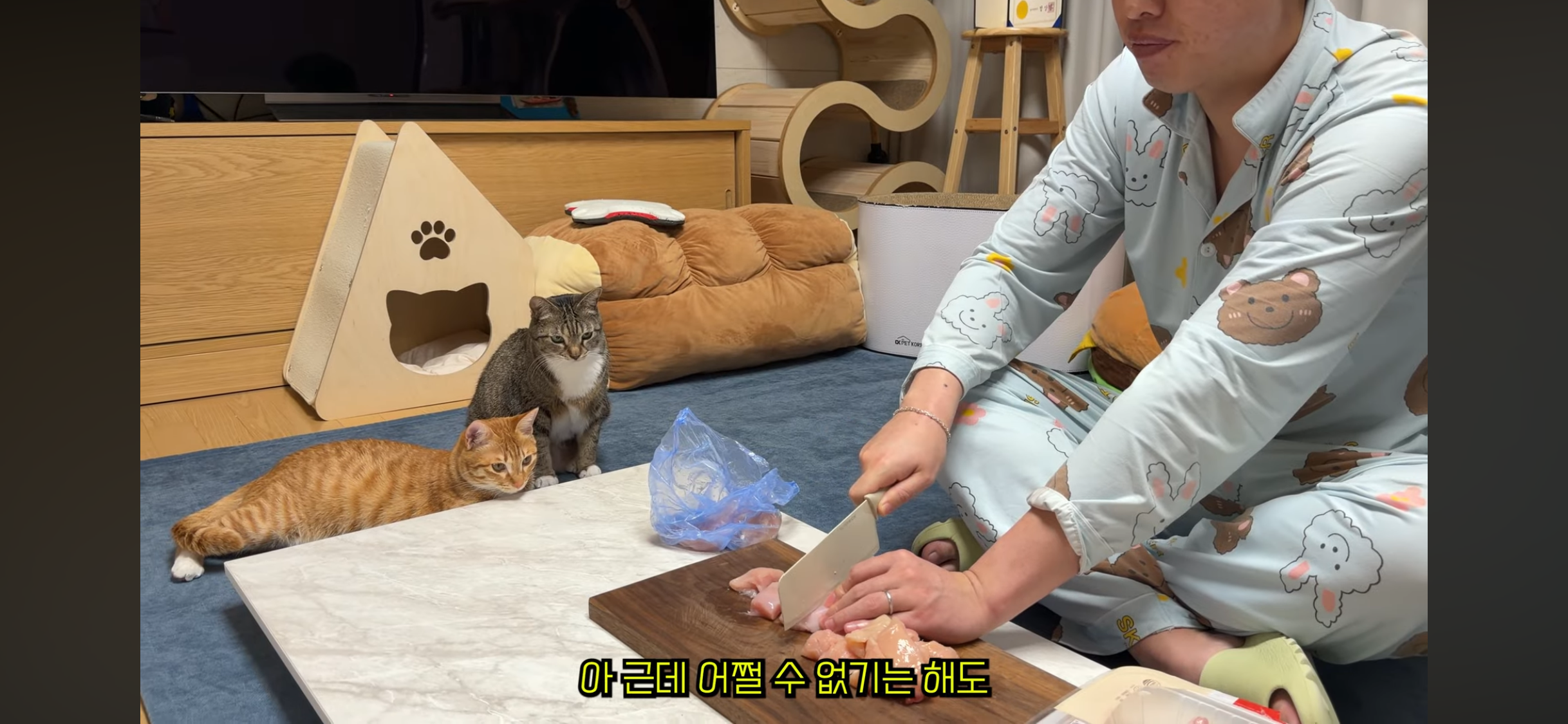 칠복이(0살 고양이)를 향한 악플 경고하는 언더월드 | 인스티즈