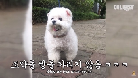 돌멩이를 물고 다니는 강아지 | 인스티즈