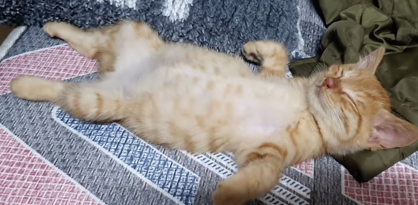 6f8889e43f4ba470a192d25874381120f44381d0