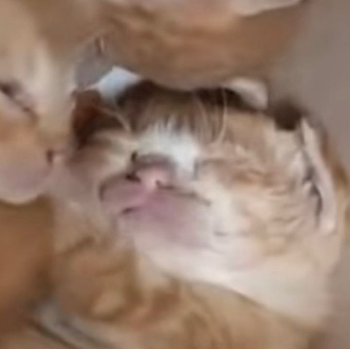 [매탈남] 매콤하게 생긴 고양이 | 인스티즈