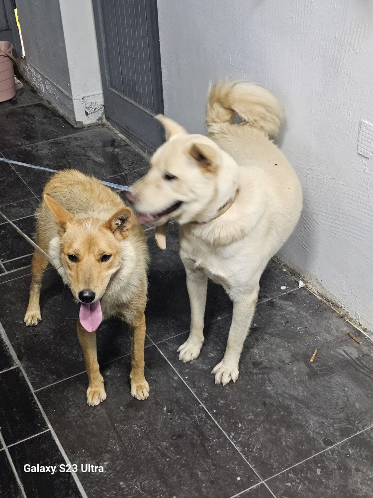[입양홍보] 개장수에게 팔렸다 되찾아온 방치견 진순이·진돌이, 평생 가족을 찾아요! (부산/울산/전국) | 인스티즈