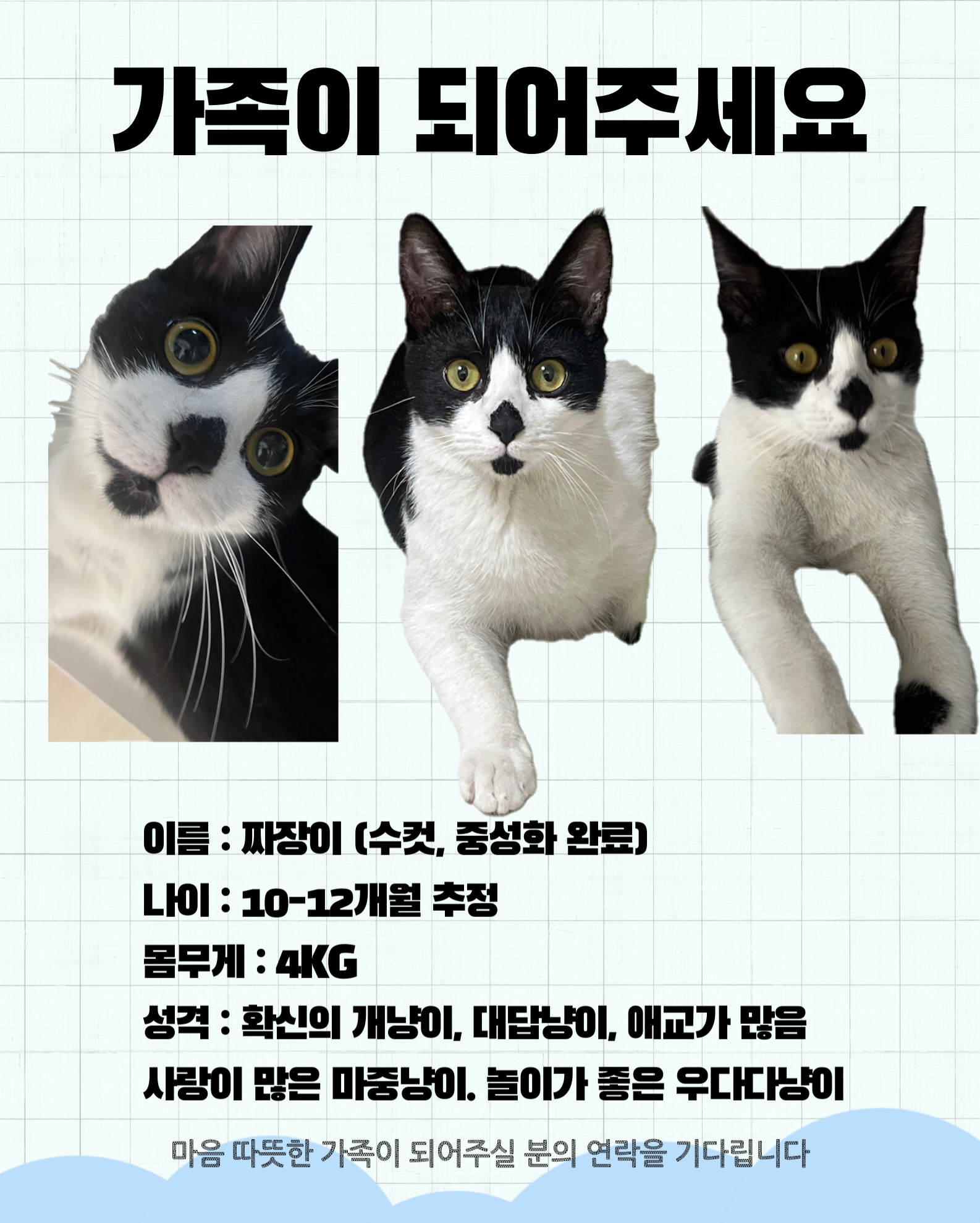 [입양홍보] 혹r률 ✮100➠✥✹프로 7H냥ㅇ1 홗➦정♘ ➜✾ 뽑ㄱ1¿불필요♟ | 인스티즈