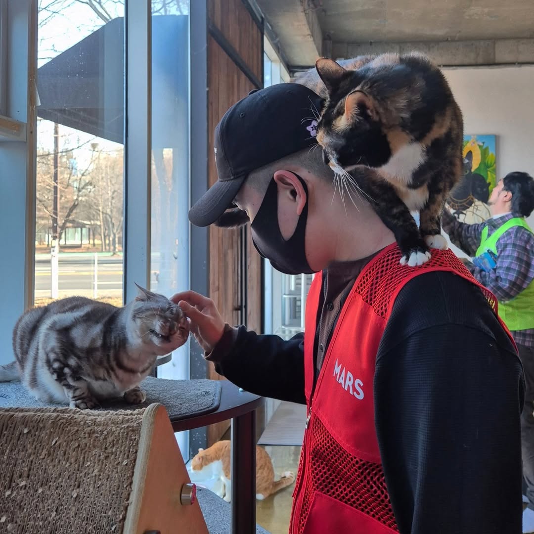 유기묘 보호소에 간식+사료 기부한 나폴리 맛피아 | 인스티즈