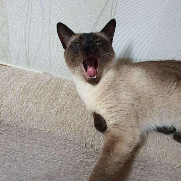 고양이 집사들이 한번쯤 꼭 찍고싶어 하는 사진 | 인스티즈