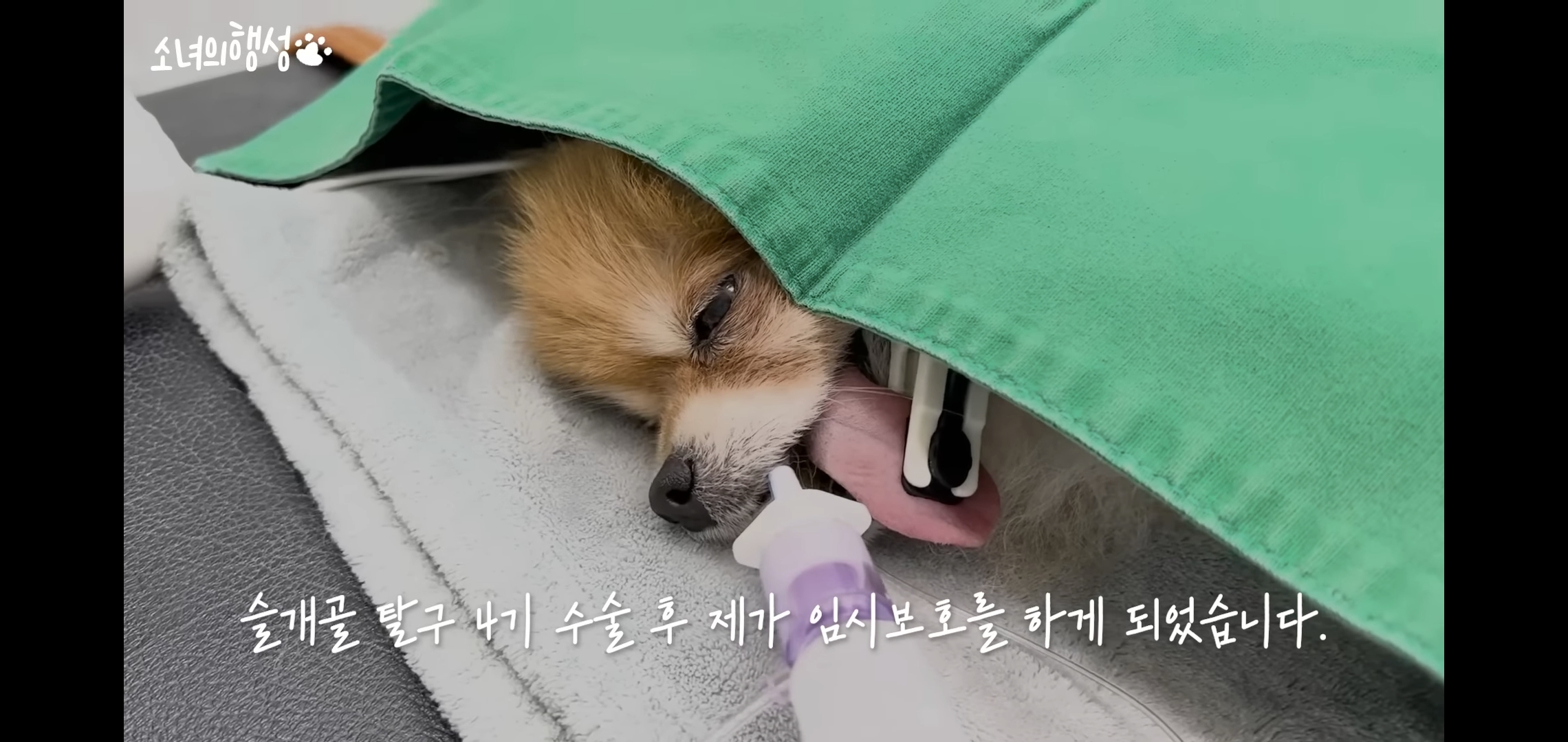 번식장에서 강아지 구조 후 치료했더니 절도죄로 고소당한 유튜버.jpg | 인스티즈