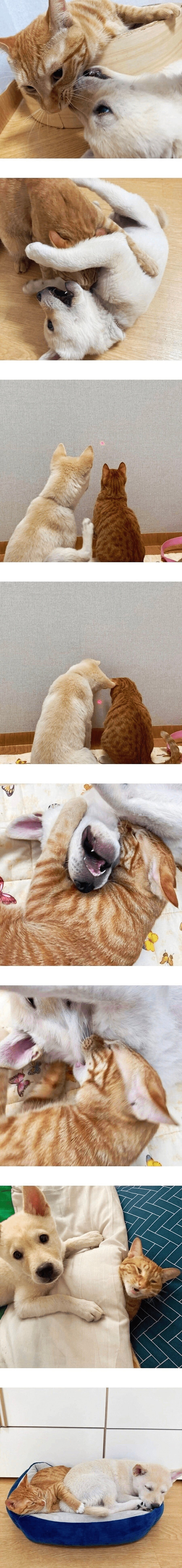 고양이 키우는 집에 입양 된 강아지.jpg | 인스티즈