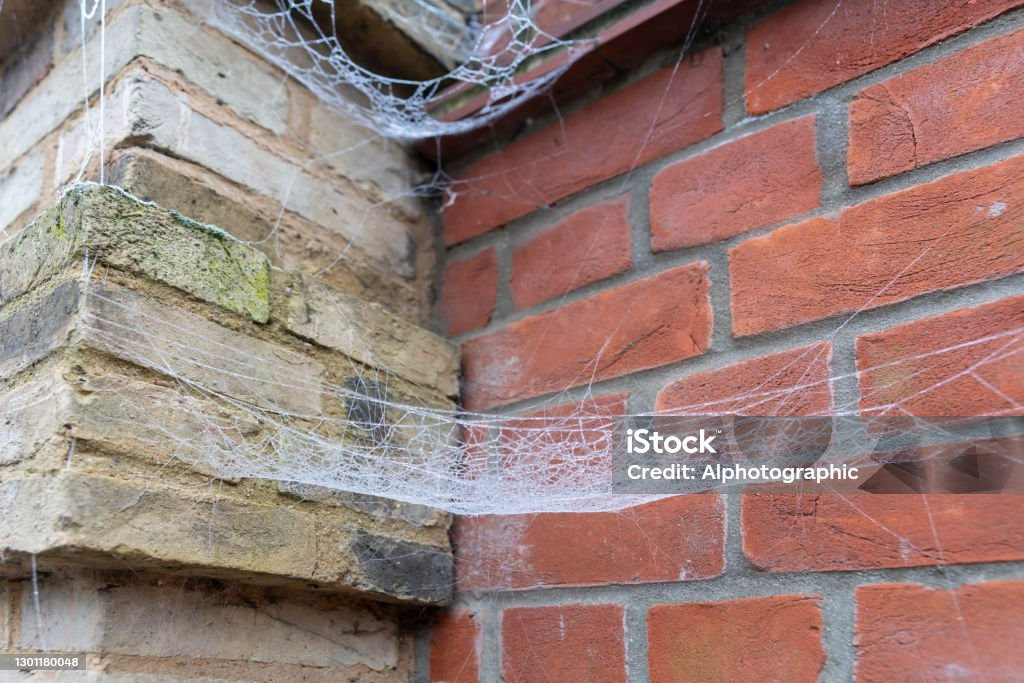 거미가 만약에 이렇게 생겼으면 집에 들일 수 있다?없다? | 인스티즈