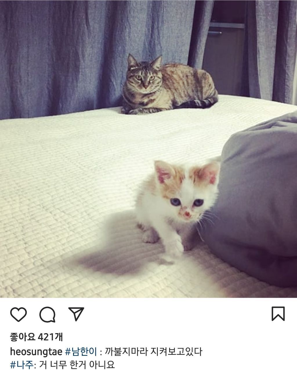 배우 허성태네 고양이들 | 인스티즈