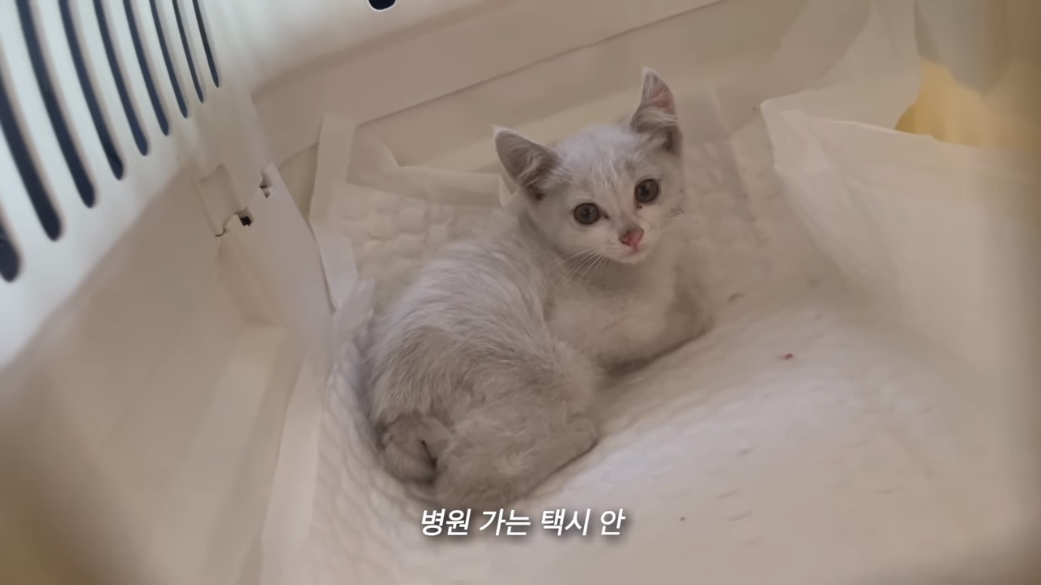 언니가 다리다친 아기고양이를 주워왔다 | 인스티즈