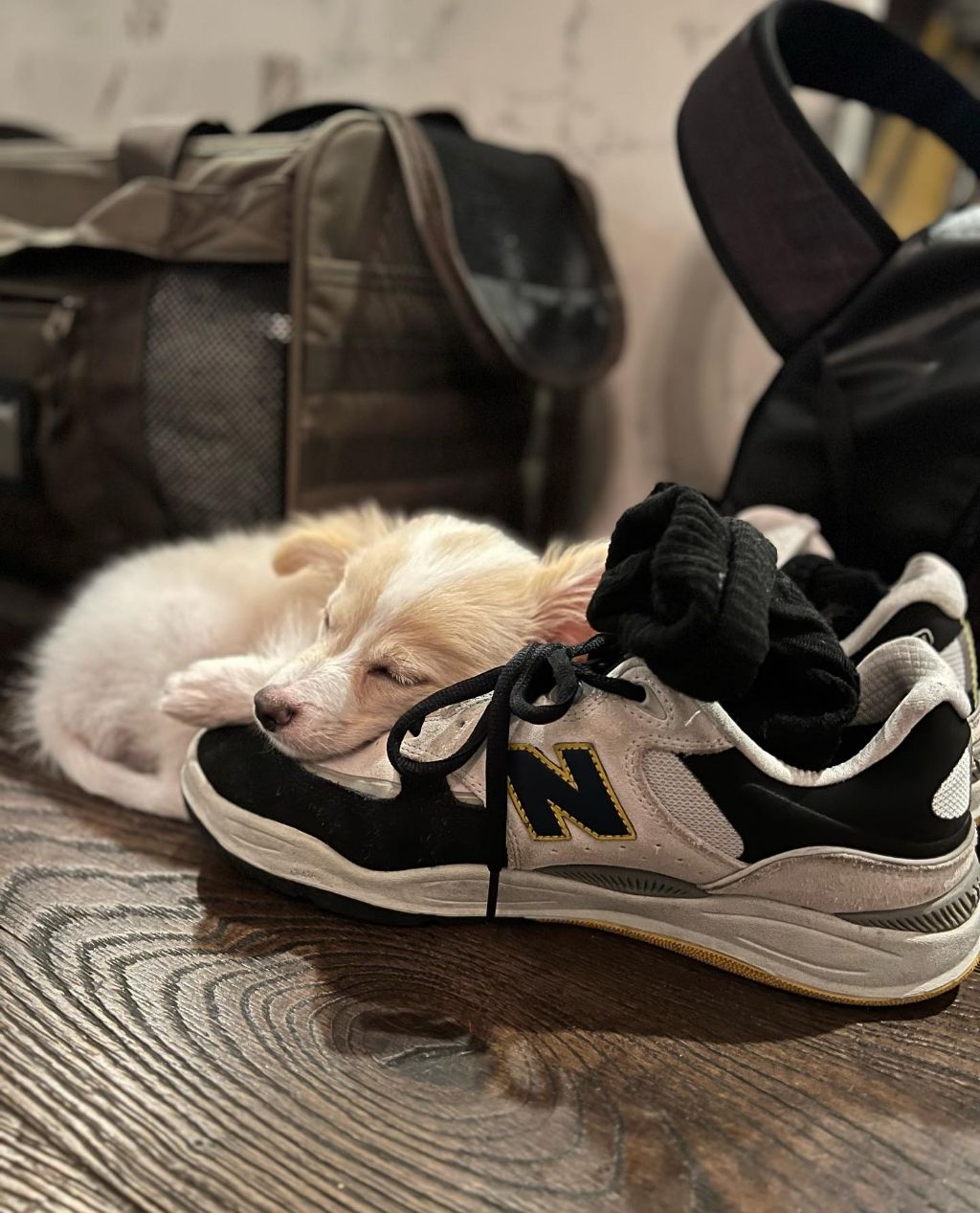 동물 구호 단체에서 유기견 입양한 행맨 | 인스티즈