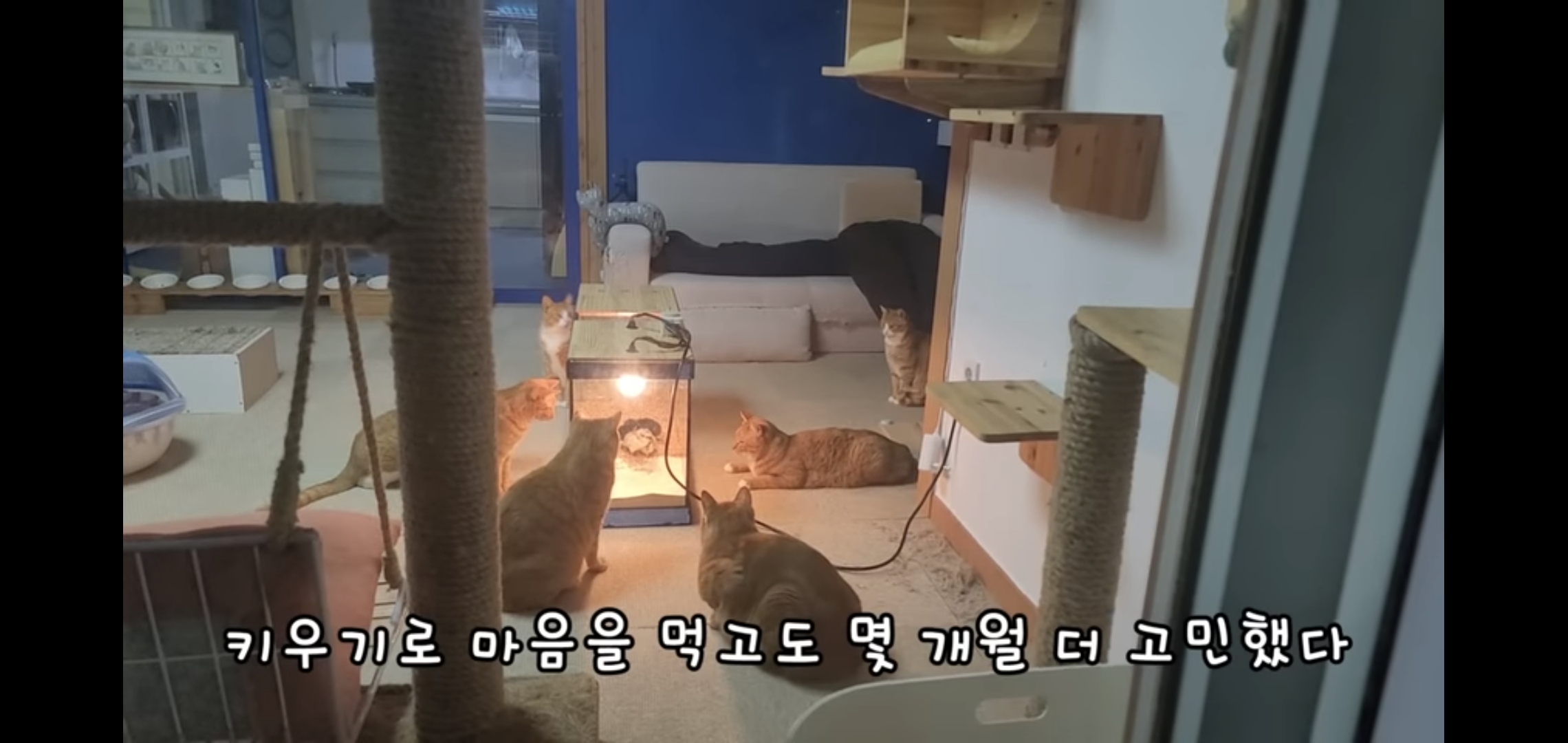 오늘자 폭력적이고 불쌍한 영상 올린 유튜버 매탈남.jpg | 인스티즈