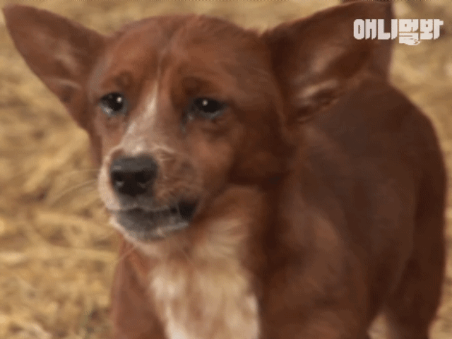 소가 너무 좋아서 눈물흘리는 강아지 | 인스티즈
