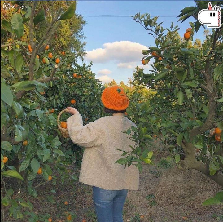 제주도 감귤 아이템🍊.jpg | 인스티즈
