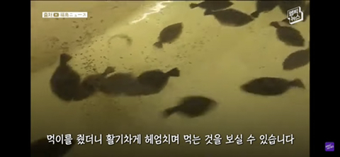 방사능 오염수에서 자란 맛 좋은 일본 광어 | 인스티즈