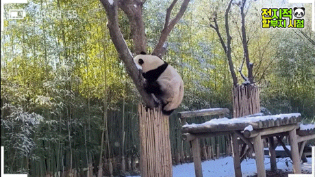 ?? : 진짜 우리나라 판다 애들이 다리 짧아? | 인스티즈