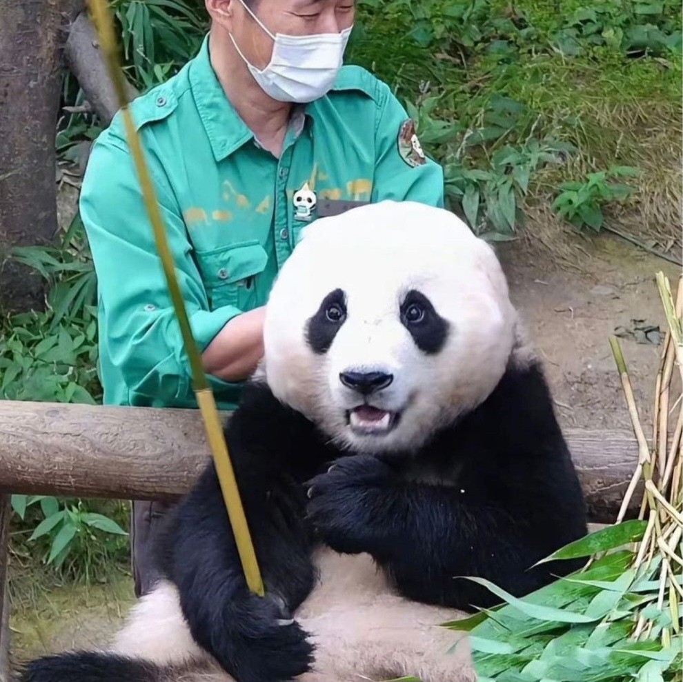 푸바오 얼굴 찌부 짤 모음 🥴 | 인스티즈