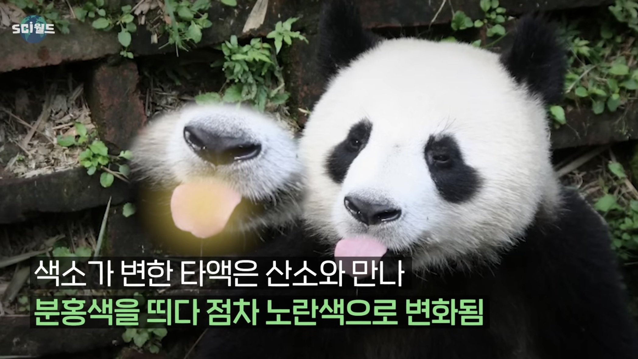 아기 판다들이 꼬질한 이유 | 인스티즈
