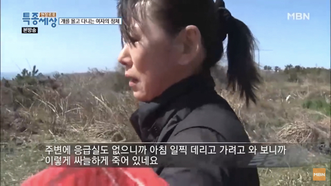 당신이 버린 강아지는 어떻게 되었을까 | 인스티즈