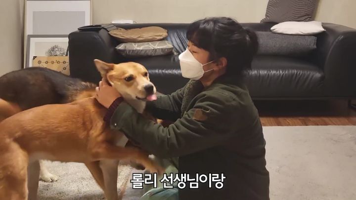 집에 강아지들끼리만 남겨졌을때 | 인스티즈