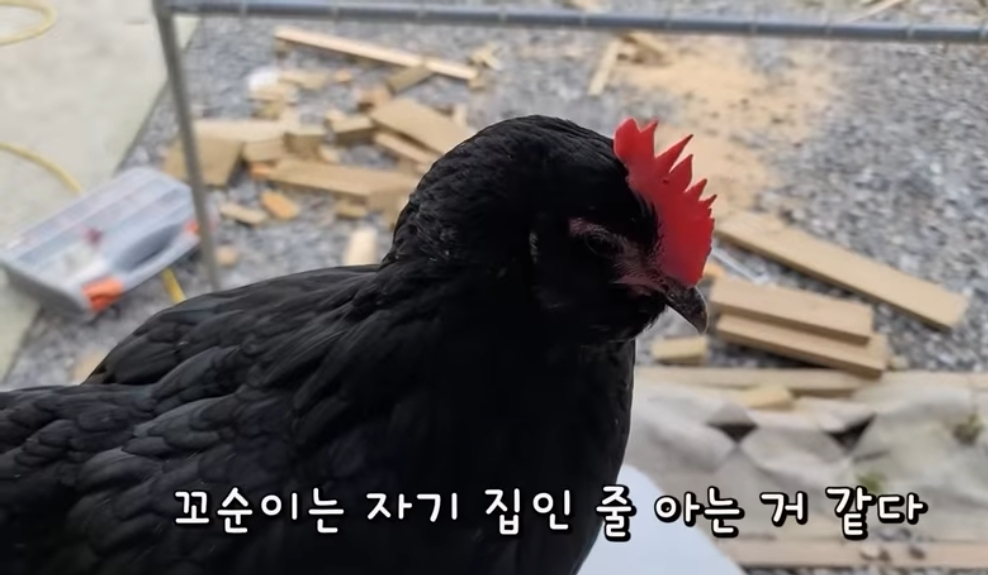 매맞는 삶을 살고있는 매탈남 근황 | 인스티즈