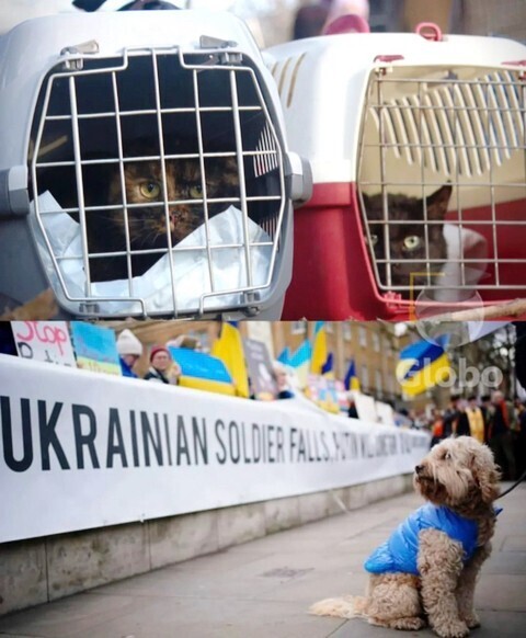 피난가는 강아지, 고양이들 | 인스티즈