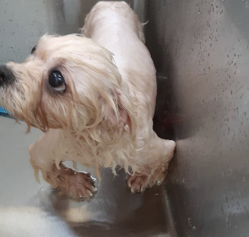 어떤 삶이었을까. 번식장, 미용 실습견, 쓰임을 다해야만 끝나는 삶이라는 건 | 인스티즈