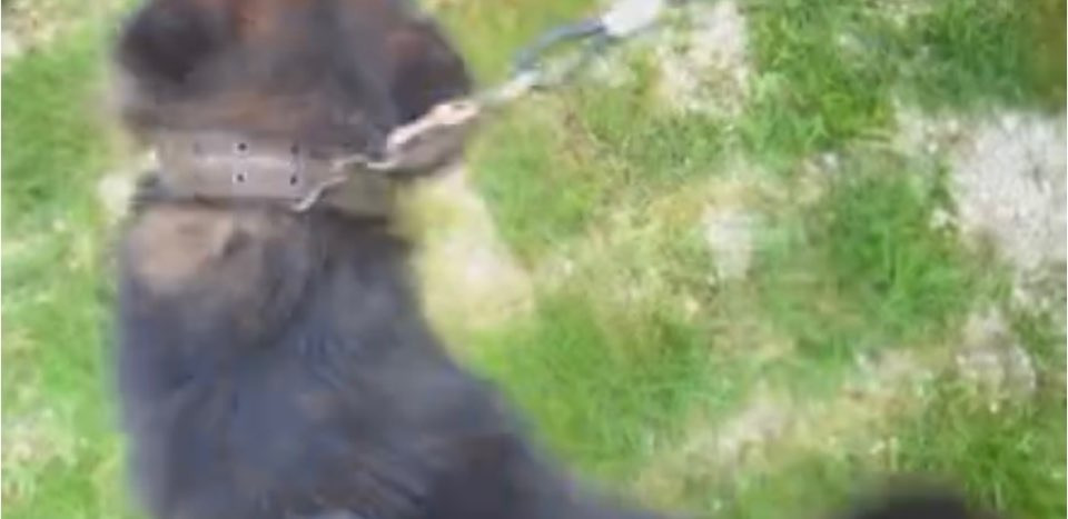 쩌리에서 논란이였던 계곡 방치견에 대한 캠핑장 피드백 | 인스티즈