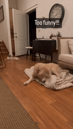 고양이는 왜이럴까 | 인스티즈