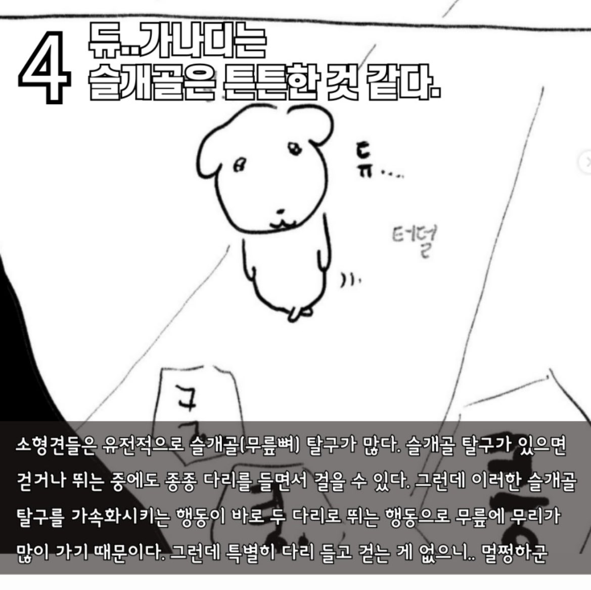 수의사가 진지하게 분석한 듀..가나디 견종, 성별.twt | 인스티즈