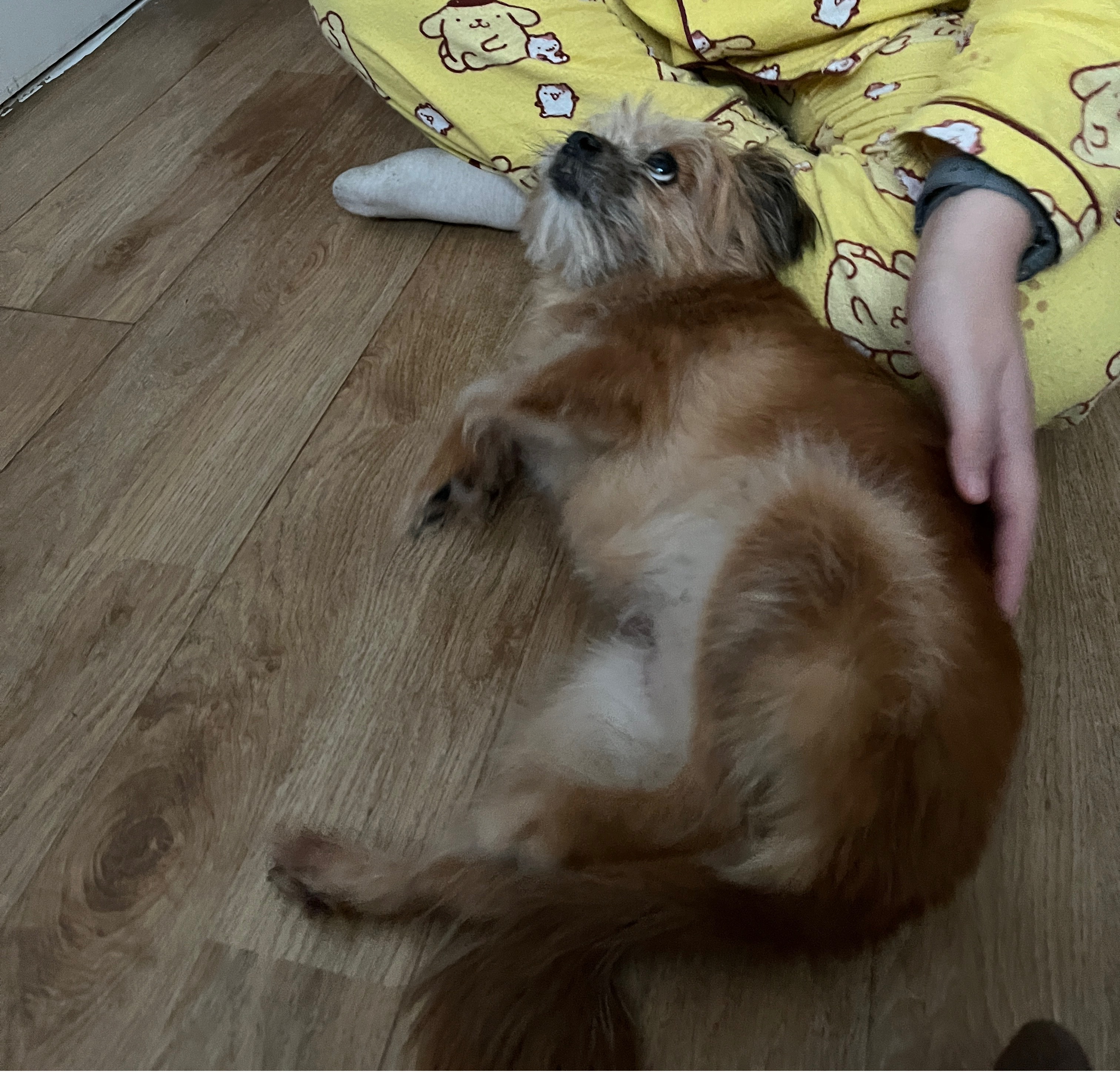 친구네 강쥐 하루 펫시터 한 후기 | 인스티즈