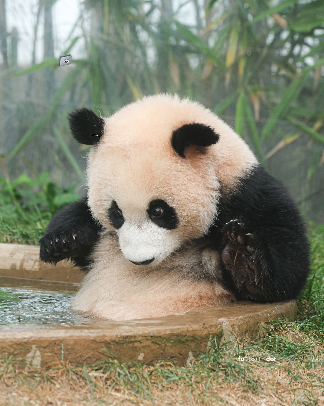 태어나서 첫 물놀이 체험중인 후이바오 루이바오 | 인스티즈