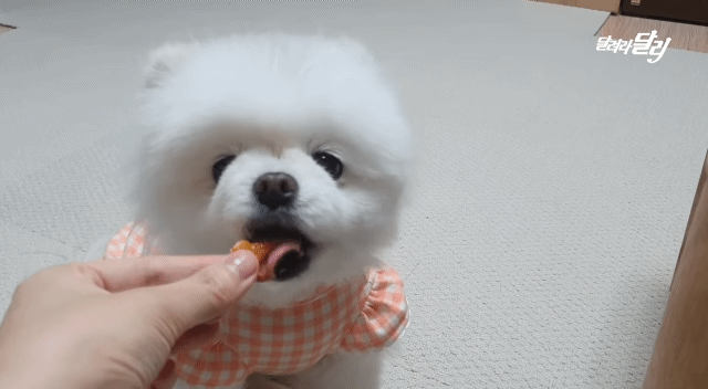 강아지도 양치 후 먹는 귤이 입에 쓸까? .gif | 인스티즈