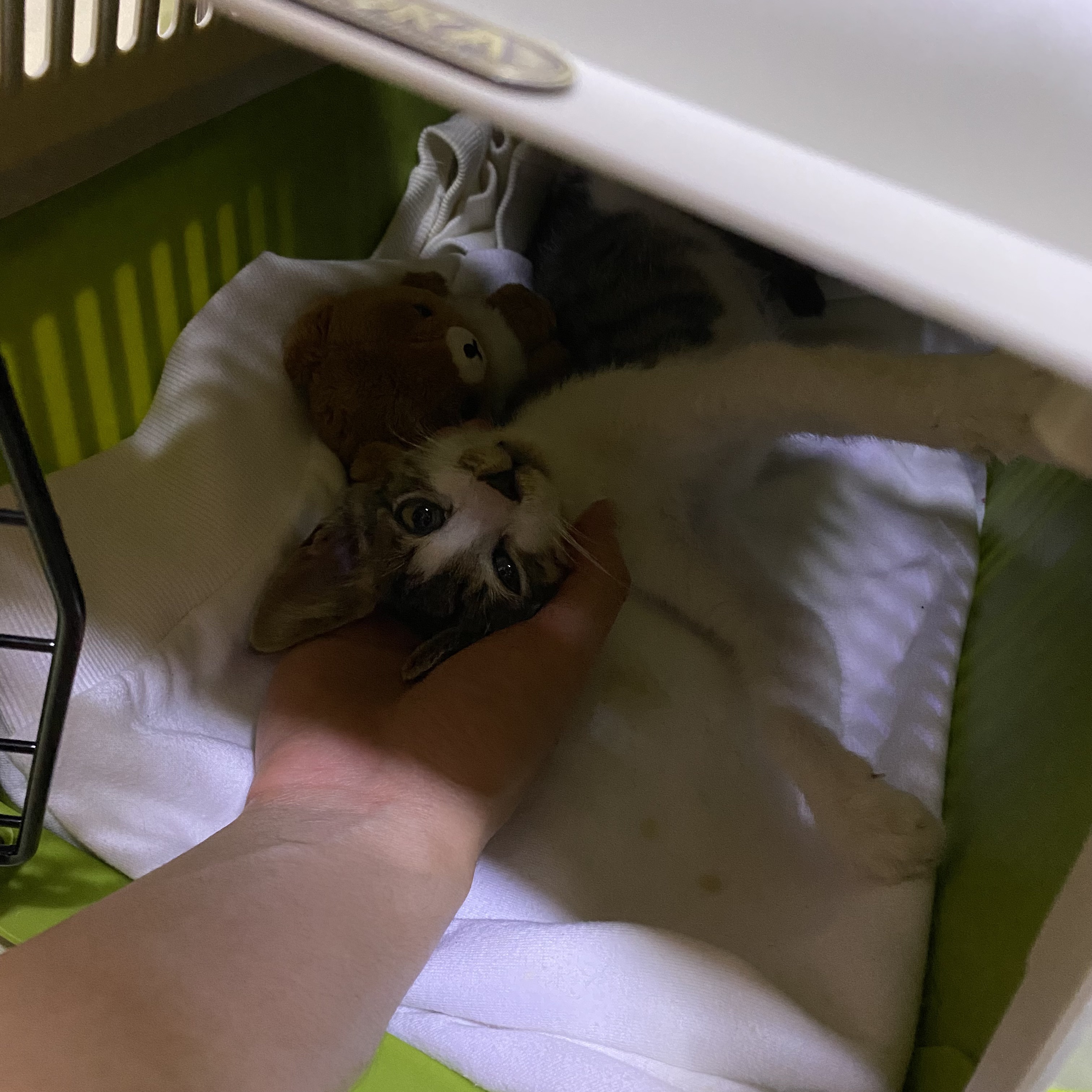 코시국에 재택하다가 고양이를 만났는데.. | 인스티즈