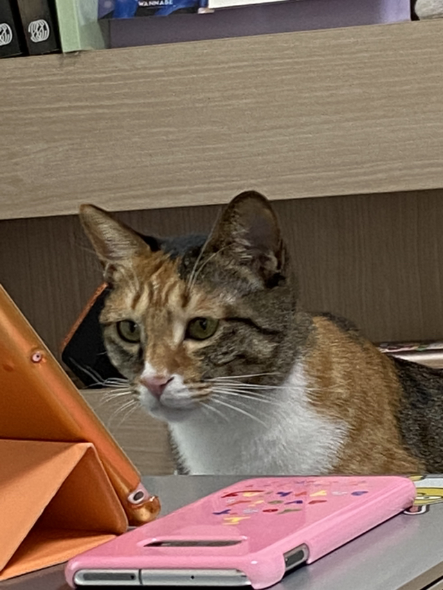 우리고양이 말벌아저씨 재질... | 인스티즈