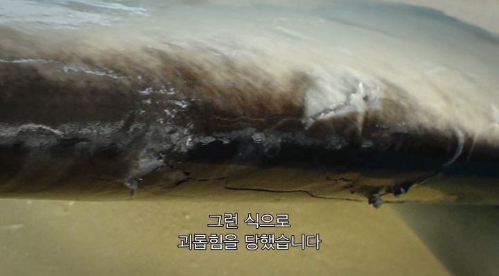 어느날 소방서에 고래가 조련사를 잡아 먹었다는 신고가 들어왔다 .jpg (스압주의) | 인스티즈