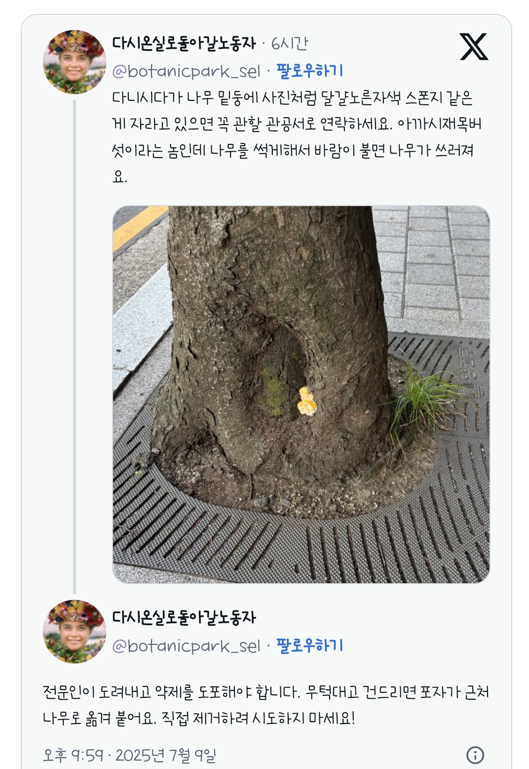 나무 밑둥에서 보이면 반드시 신고해야 하는 버섯 | 인스티즈