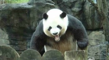 바오 이미지