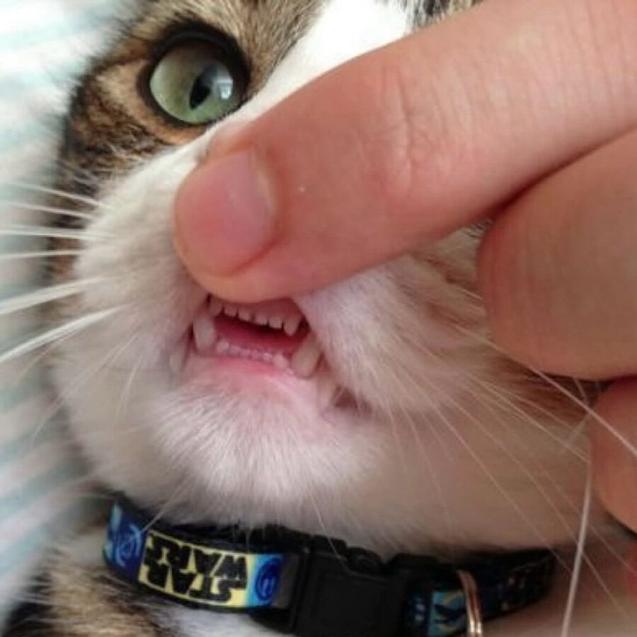 난 우울할 때 고양이 앞니를 봐🐱🦷 | 인스티즈