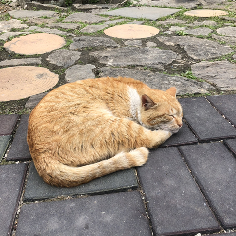 길 가다 찍은 동물 칭구칭구들 사진 자랑하는 달글🐈🦮🐜🐝🐥 | 인스티즈