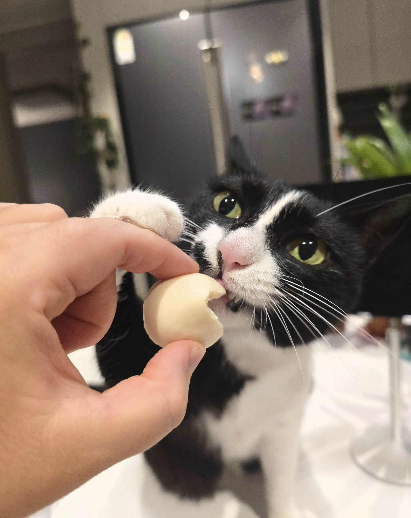 안주 뽏이는 고양이 어떤데 ㅋ 5나탄 ㅋ | 인스티즈